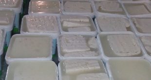 صادرات پنیر ایرانی